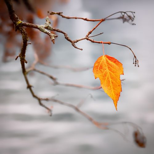  The Last Leaf