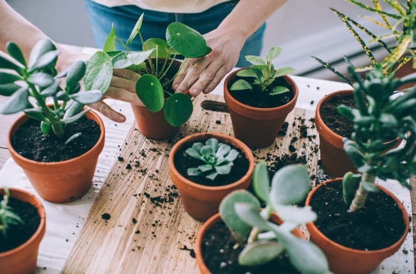  Seven indoor plants you MUST buy now