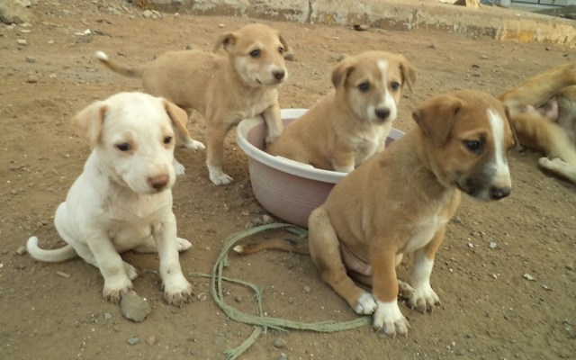  Rules on breeding, sale and purchase of dogs on the anvil