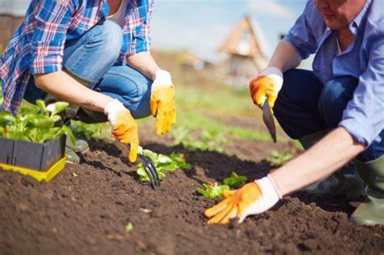  TOP 5 Ways gardening improves your quality of life