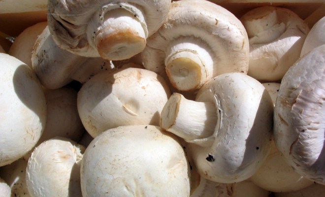  Why should you include mushrooms in your daily diet