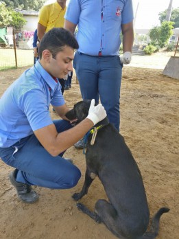  Dhyan Foundation celebrates World Animal Day at its Shelter for Strays