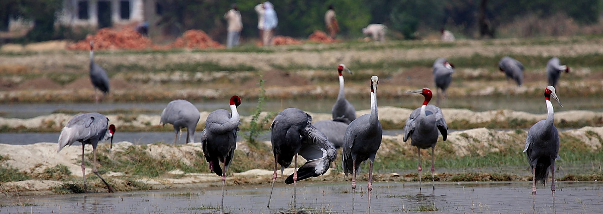  Head to Dhanauri Wetland tomorrow to celebrate the Bird Festival