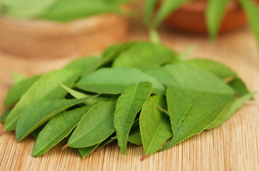  Curry leaves: A multipotential plant