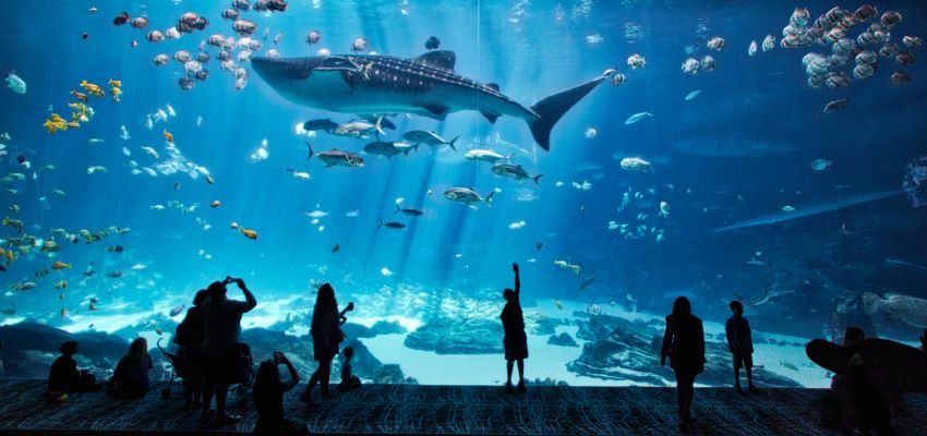  Take your kids on a virtual tour of zoos and aquariums