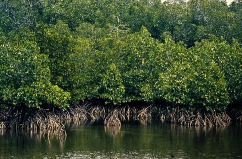  World Environment Day Special: Time to save Mumbai’s mangroves