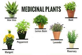 Medicinal Plants