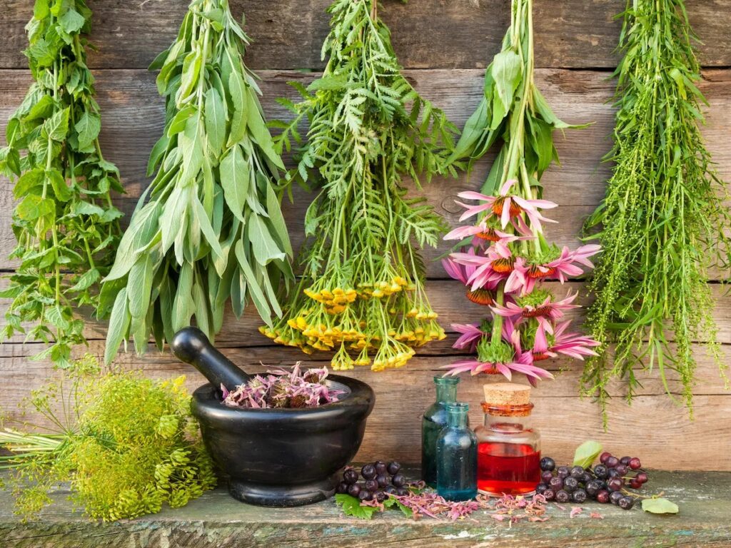 Medicinal Plants