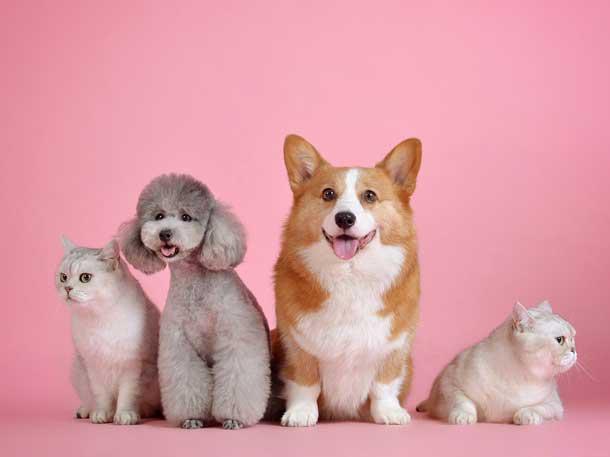  Cosmo Films ventures into digital-first omni-channel pet care business