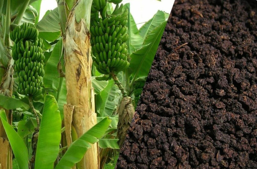  Scientists use tea and banana waste to develop non-toxic activated carbon