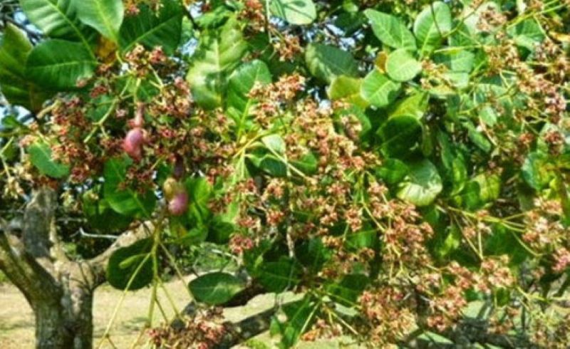  How Kerala farmer innovated to save her senile cashew gardens from pests & cyclones