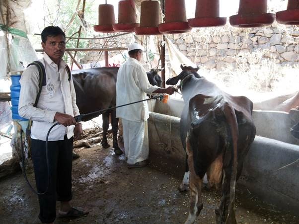  Polyherbal eco-friendly technology can combat tick infestation in dairy animals