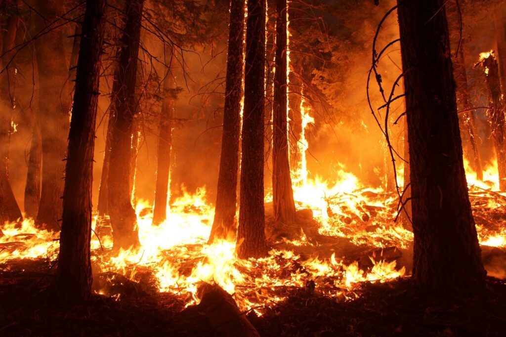 forest fires