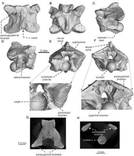  Scientists discover 35 million-year-old rare snake fossil from Ladakh Himalaya