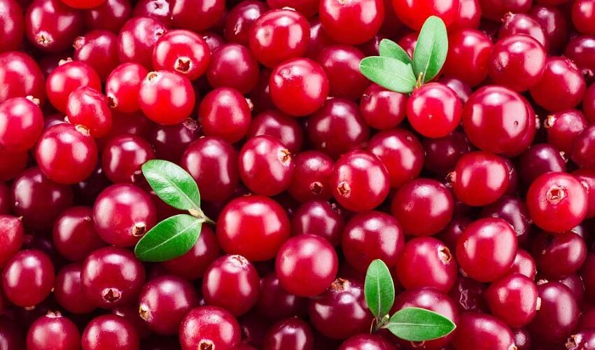  Regular intake of US Cranberries helps prevent H Pylori bacterial infection