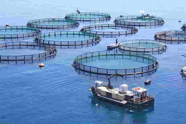  Union Budget 2023-24 Fish farmers want Govt thrust on export of pan-ready fish