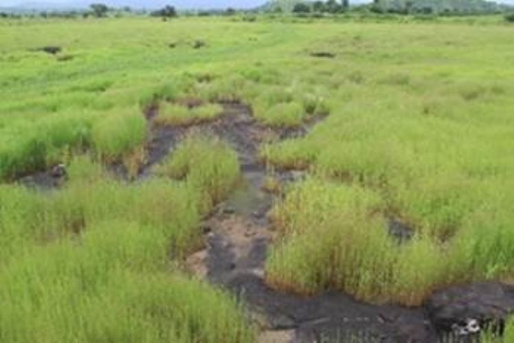  Low-altitude basalt plateau discovered in Manjare village, Thane