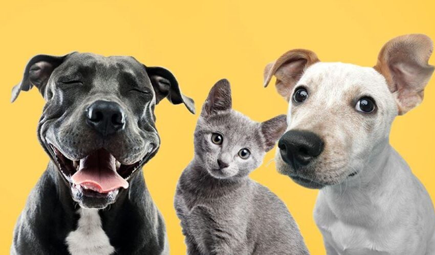  Bengaluru beats Mumbai & Delhi in pet care, 55% spend over 3000 a month on pets