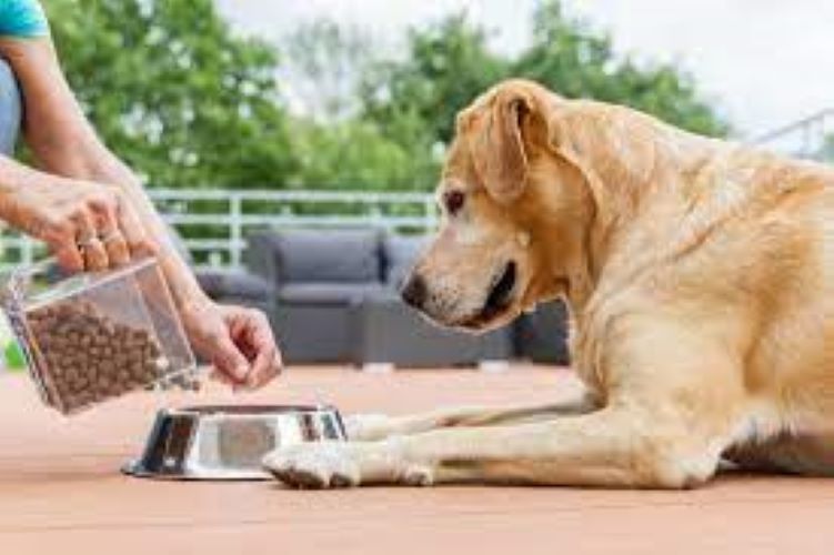  Urban life challenges to secure your pets from