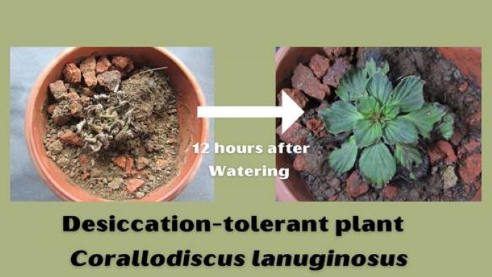  Scientists discover 62 desiccation-tolerant vascular plant species in Western Ghats