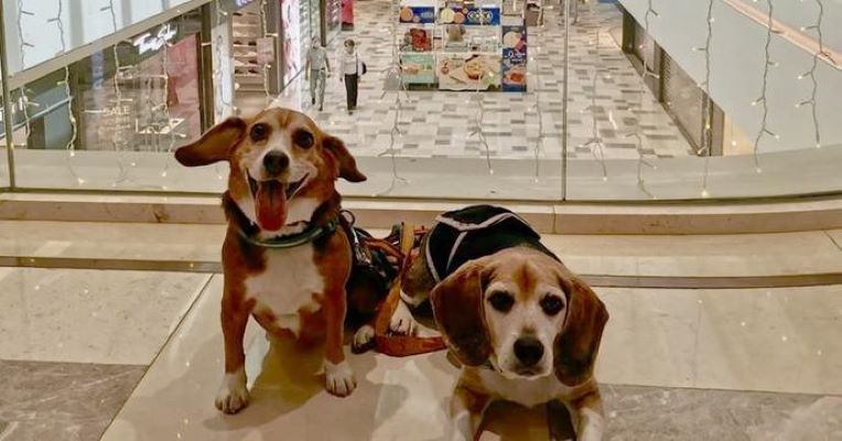  With malls’ Metro link secured, its time to make shopping spaces pet-friendly