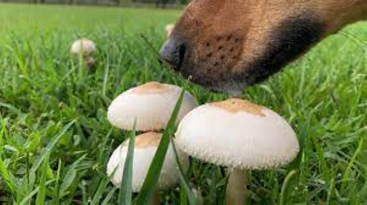  Mushroom derived bioactive compounds can combat COVID19, other viral infections