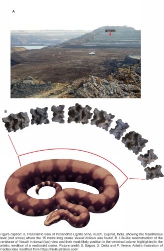  IIT Roorkee researchers discover ancient giant snake fossil in Gujarat