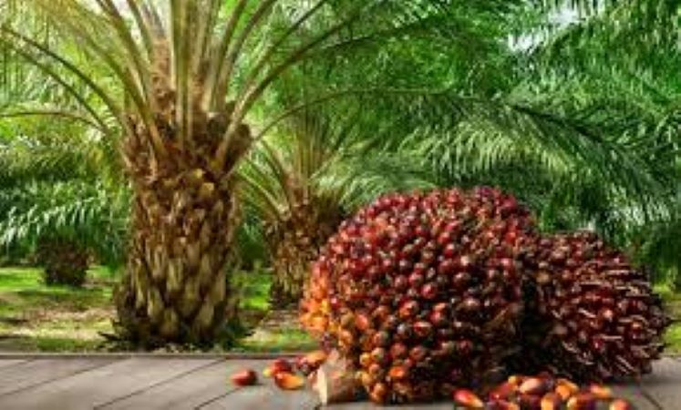 Palm oil