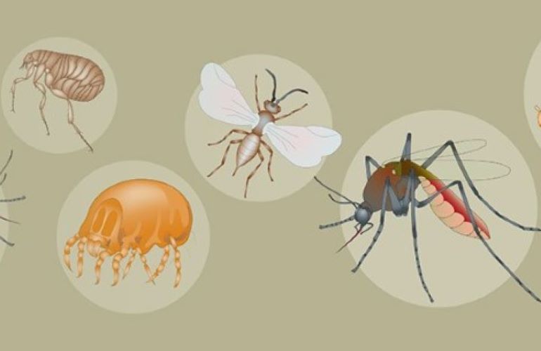  PREVENTION & TREATMENT OF VECTOR-BORNE DISEASES