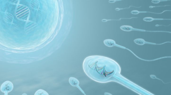  How sperm DNA damage affects IVF pregnancy risks