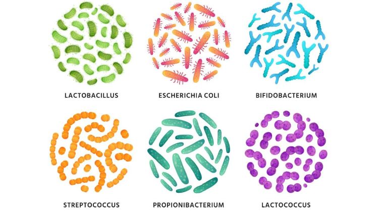  The Hidden World of Microbiomes: Unlocking their role in Reproductive Health