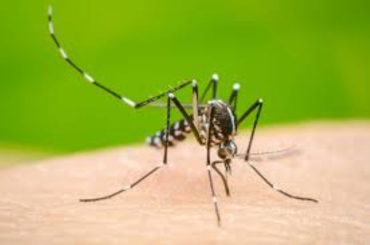  CHANGING CLIMATE, RISING DENGUE