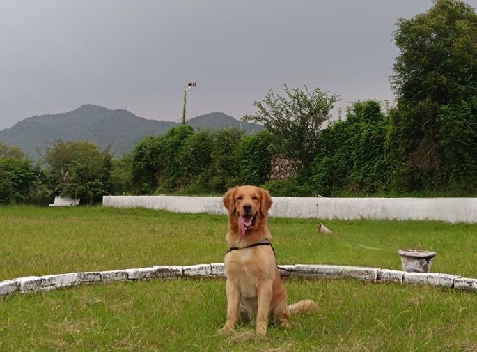   Top Global Cities for Travel with Your Pet