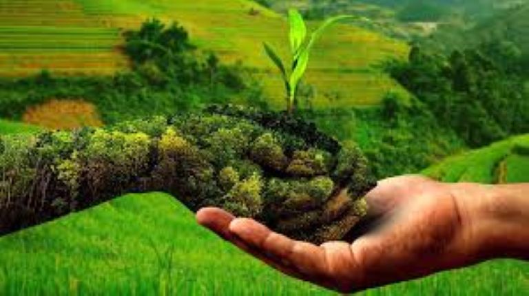  Natural Farming and India’s Food Security: Why Going Back to Roots is the Way Forward