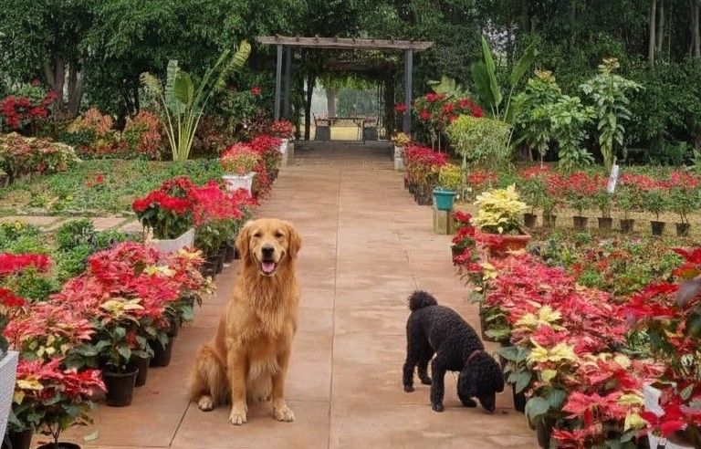  Botanix Resorts announces pet-friendly Diwali retreat