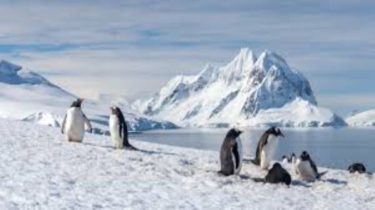  Fossil leaves from Nagaland reveal how Antarctica shaped the Indian Monsoons