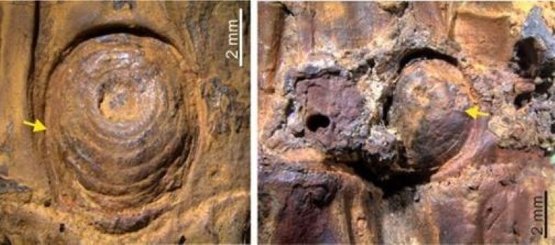  37,000-year-old bamboo from Manipur reveals Asia’s ice age secret