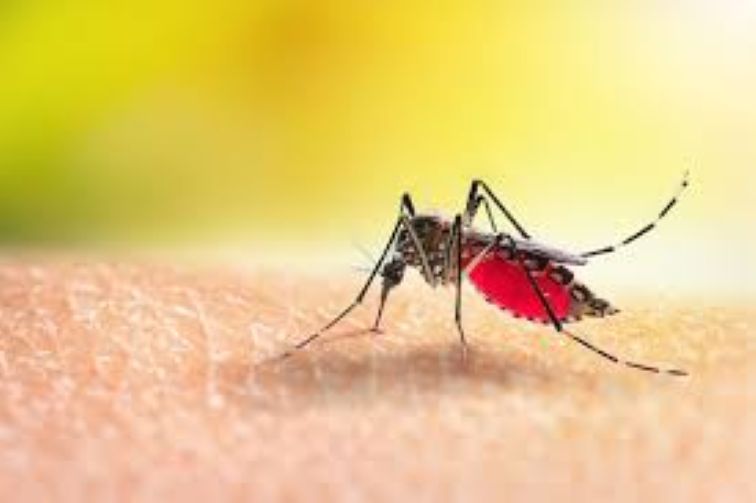  Doctors call for continued surveillance as WHO report warns of rising malaria risk
