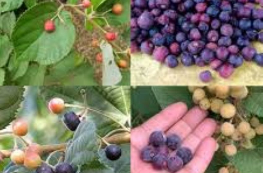 Phalsa: India’s 20-Day Cooling Summer Fruit